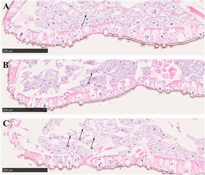 Physiological Responses of the Firefly Pyrocoelia analis (Coleoptera: Lampyridae) to an Environmental Residue From Chemical Pesticide Imidacloprid